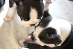 th bebes234fev 12