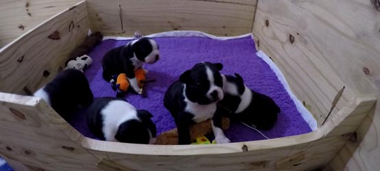 chiots video1